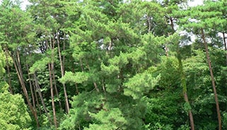 裏山の赤松林ゾーン