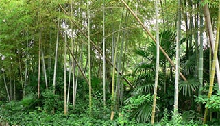 竹林ゾーン